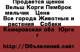 Продается щенок Вельш Корги Пемброк мальчик › Цена ­ 65 000 - Все города Животные и растения » Собаки   . Кемеровская обл.,Юрга г.